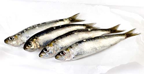 sardinas